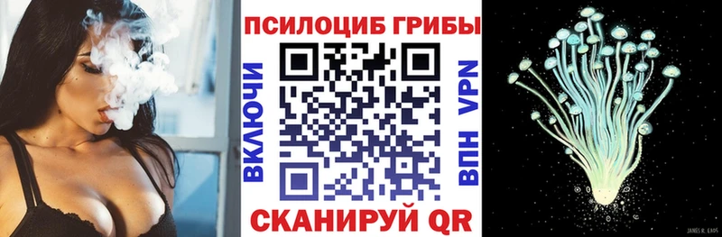 где можно купить Каменногорск OMG ССЫЛКА Псилоцибиновые грибы Psilocybe